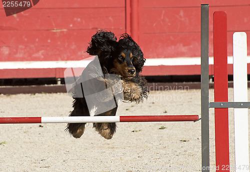 Image of cocker spaniel in agility