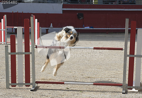 Image of australian shepherd in agility