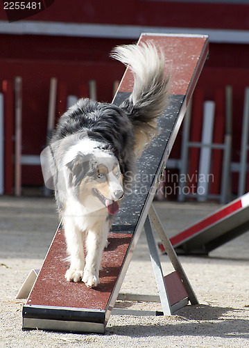 Image of australian shepherd in agility