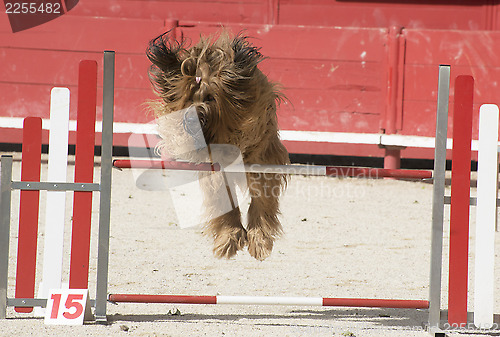 Image of briard in agility