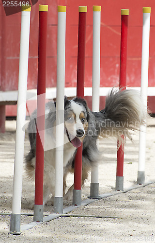 Image of australian shepherd in agility