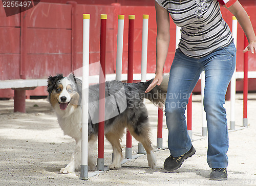 Image of australian shepherd in agility
