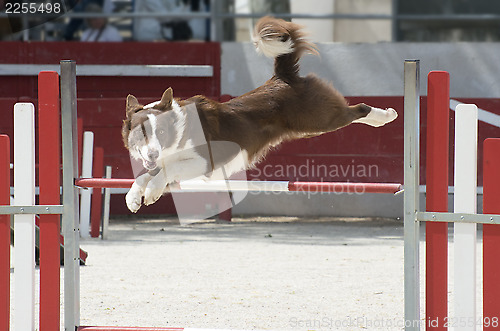 Image of jumping  border collie