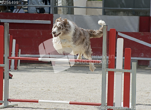 Image of jumping  border collie