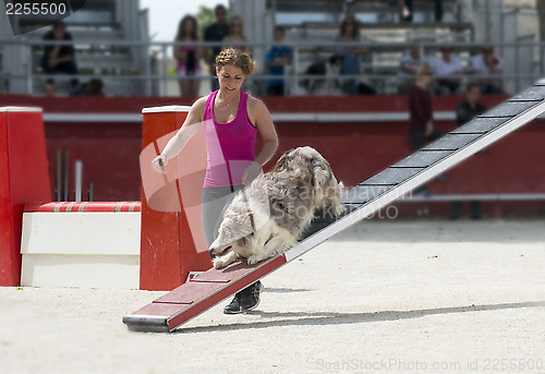 Image of border collie in agility