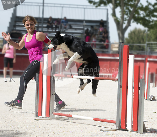 Image of jumping  border collie