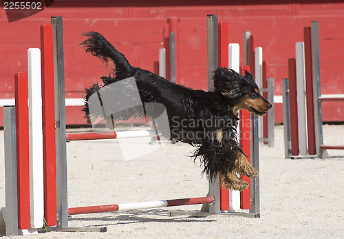 Image of cocker spaniel in agility