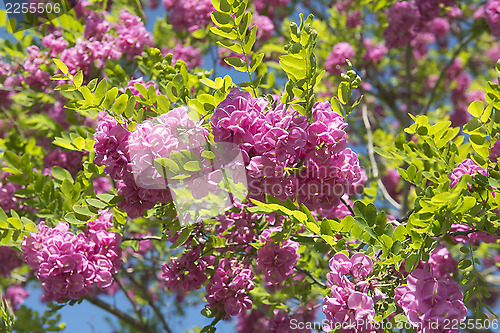 Image of pink acacia