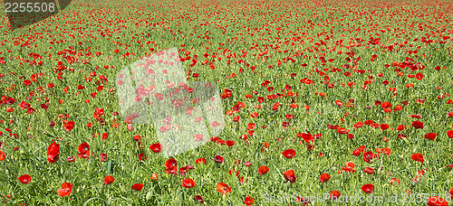 Image of field of poppies