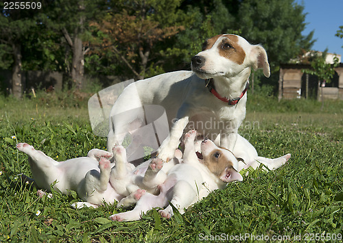 Image of family jack russel terrier