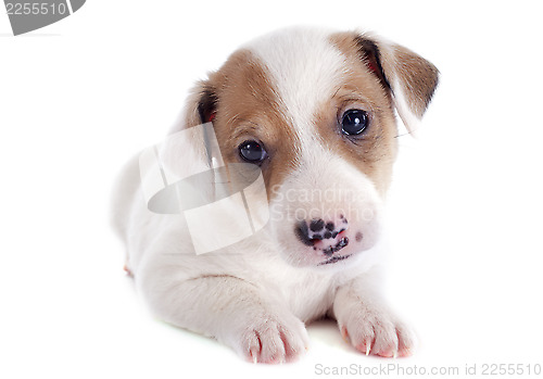 Image of puppy jack russel terrier