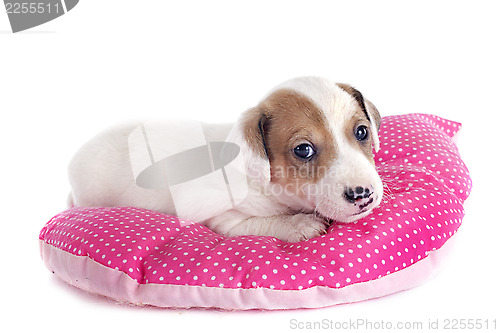 Image of puppy jack russel terrier