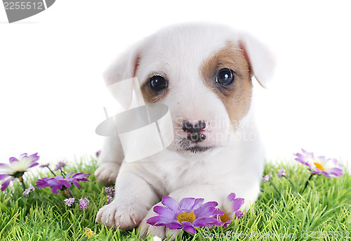 Image of puppy jack russel terrier