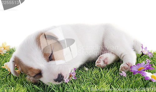 Image of puppy jack russel terrier