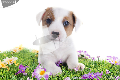 Image of puppy jack russel terrier