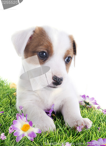 Image of puppy jack russel terrier