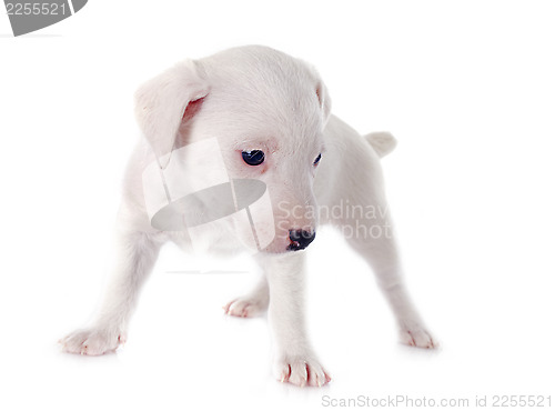 Image of puppy jack russel terrier