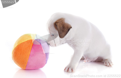 Image of puppy jack russel terrier