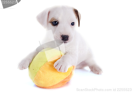 Image of puppy jack russel terrier