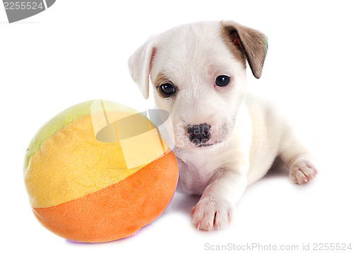 Image of puppy jack russel terrier