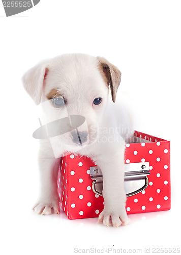 Image of puppy jack russel terrier