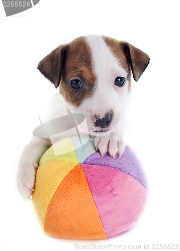 Image of puppy jack russel terrier