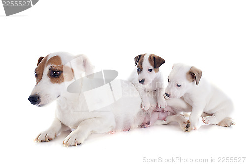 Image of family jack russel terrier