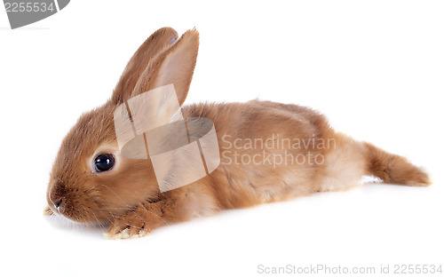 Image of young rabbit