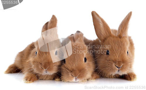 Image of young rabbits