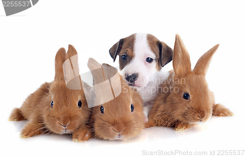Image of jack russel terrier and bunnies