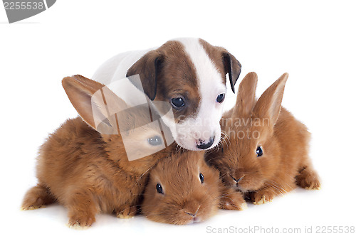 Image of jack russel terrier and bunnies