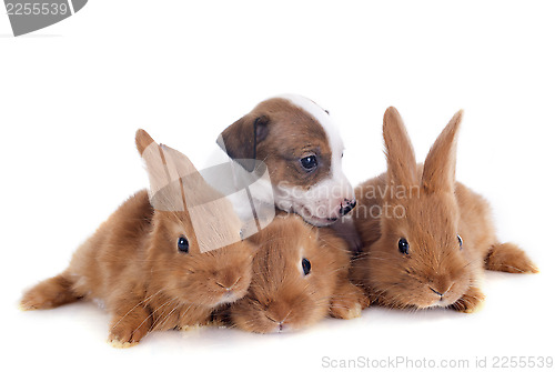 Image of bunnies and puppy