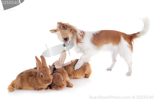Image of chihuahua and bunnies