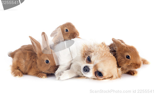 Image of young rabbits and chihuahua