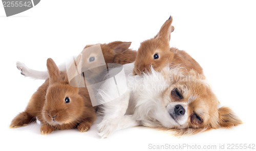 Image of chihuahua and bunnies