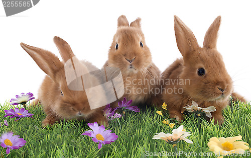 Image of young rabbits
