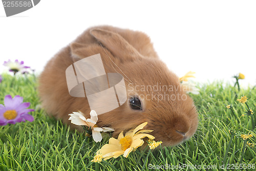 Image of young rabbit