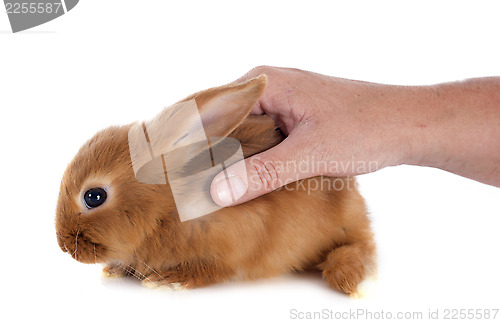 Image of young rabbit
