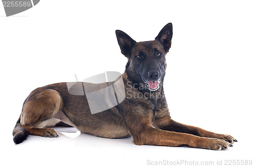 Image of malinois