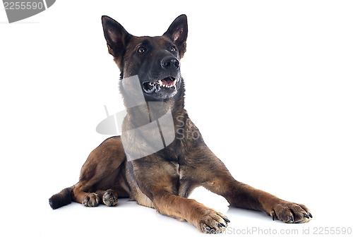 Image of malinois