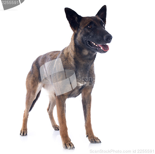 Image of malinois