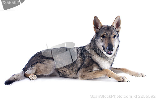 Image of Czechoslovakian Wolfdog