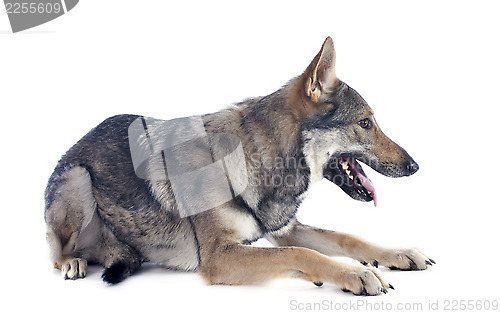 Image of Czechoslovakian Wolfdog