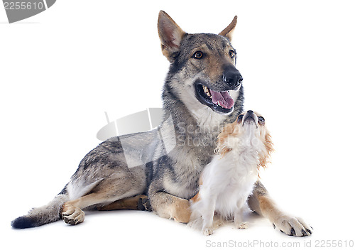 Image of Czechoslovakian Wolfdog and chihuahua