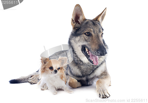 Image of Czechoslovakian Wolfdog and chihuahua