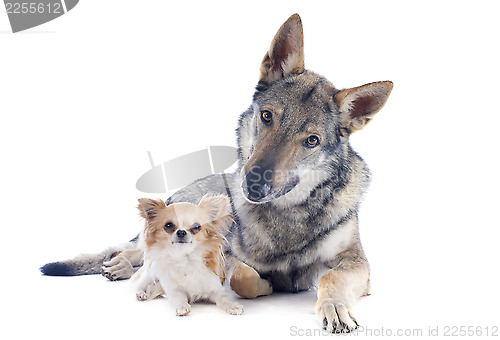 Image of Czechoslovakian Wolfdog and chihuahua