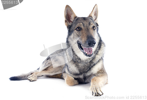 Image of Czechoslovakian Wolfdog