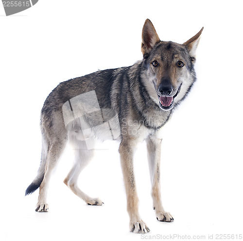 Image of Czechoslovakian Wolfdog