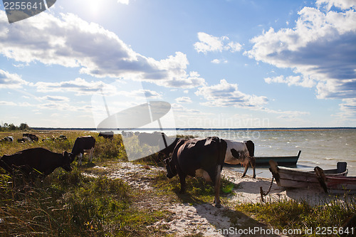 Image of Cows