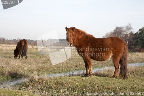 Image of new forest pony